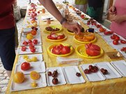 Im August 2022 konnten über 70 Tomatensorten degustiert werden, die eine passionierte Sortenhalterin angebaut hat.