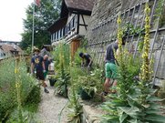 Im Stiftsgarten wird regelmässig gemeinsam gegärtnert.