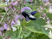 Blauschwarze Holzbiene,
Foto: Winja Walter, Stiftsgarten
