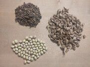 Saatgut Calendula Reiserbohne Roter Emmer