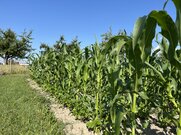 Milpa auf dem Acker 2025